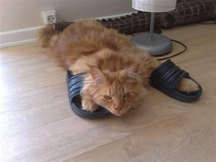 Maine Coon The Mack billede 8