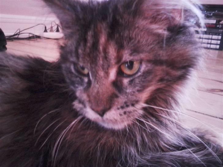 Maine Coon Porsche billede 1