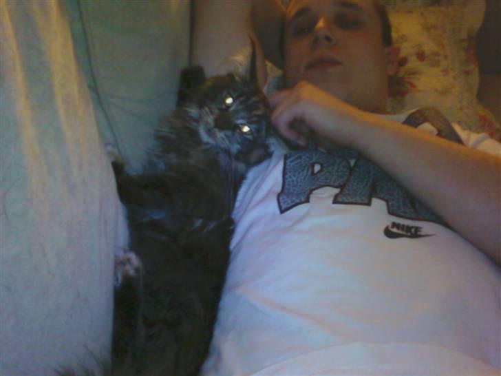 Maine Coon Porsche billede 2