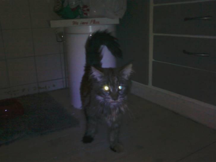 Maine Coon Porsche billede 3