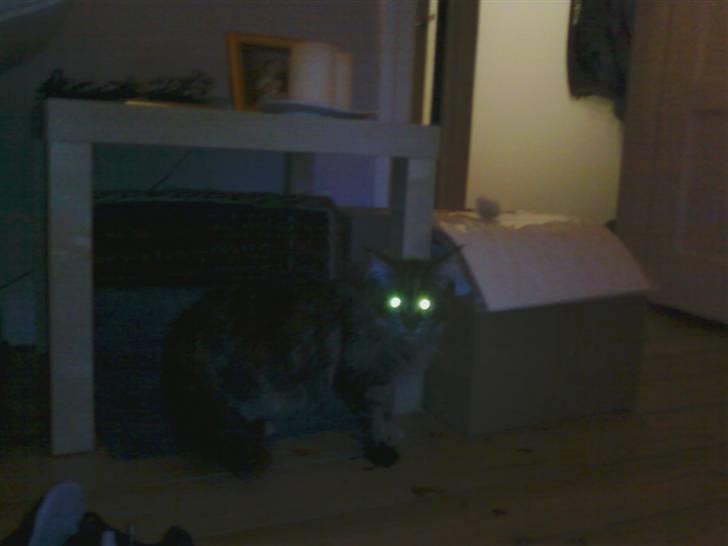 Maine Coon Porsche billede 4