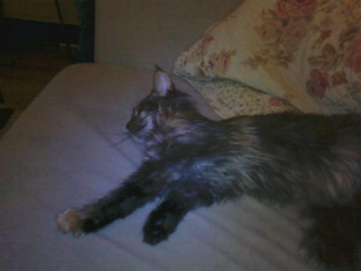 Maine Coon Porsche billede 5