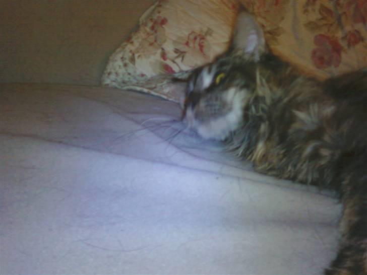 Maine Coon Porsche billede 6