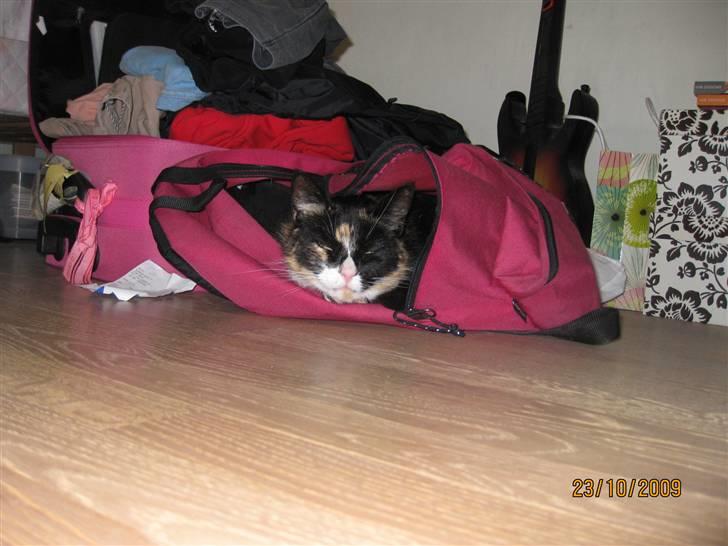 Huskat Tinka - Tinka der ligger i Signes skole taske! :D billede 19