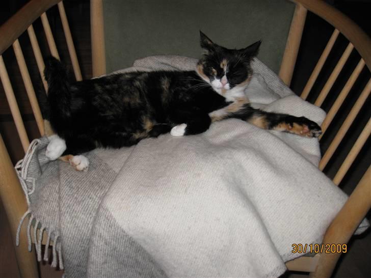 Huskat Tinka billede 20