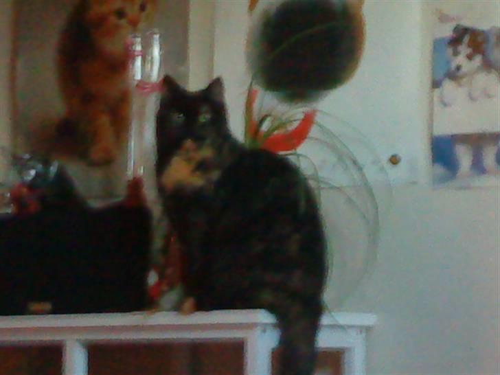 Blanding af racer Tarzan (Luna) <3 :* billede 6