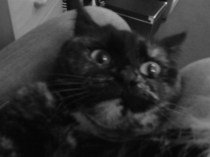 Blanding af racer Tarzan (Luna) <3 :* billede 7