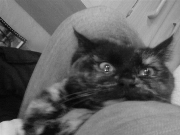 Blanding af racer Tarzan (Luna) <3 :* billede 8