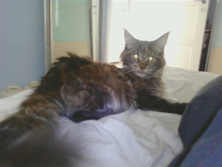 Maine Coon Porsche billede 7