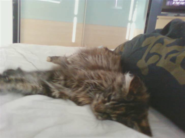 Maine Coon Porsche billede 8