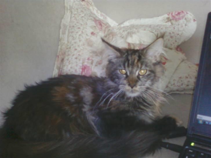 Maine Coon Porsche billede 9