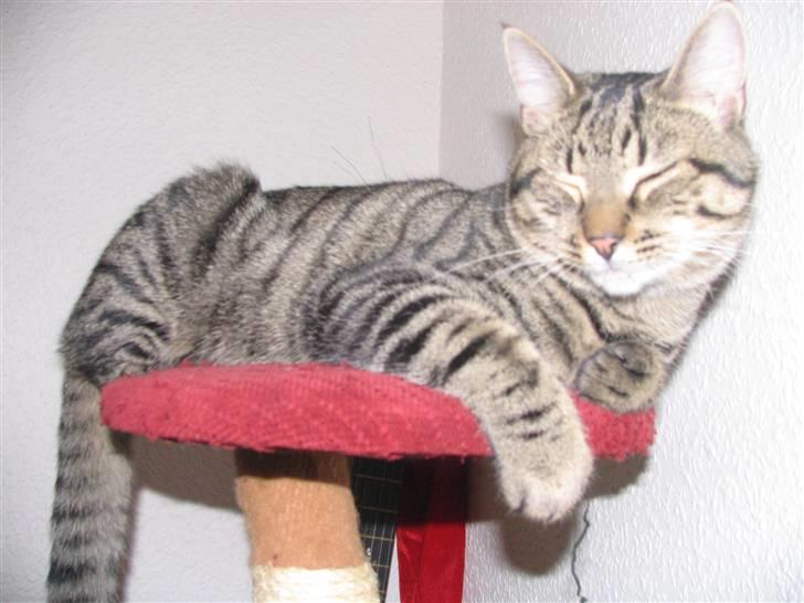 Huskat Pjevs R.I.P <3 - Pjevs, på sit kattetræ :) billede 20