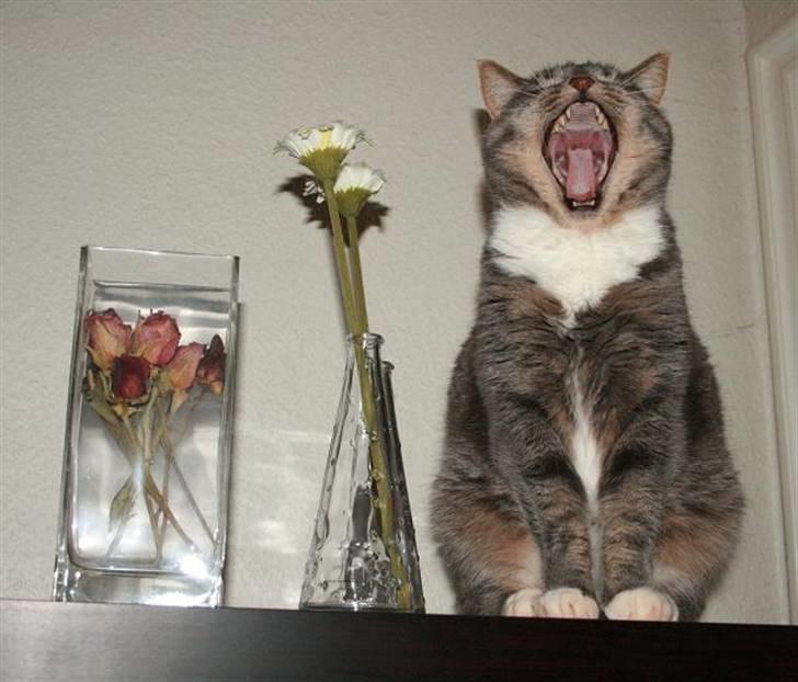 Huskat Bulli - Det er hårdt at være en køn plante. :-) billede 2