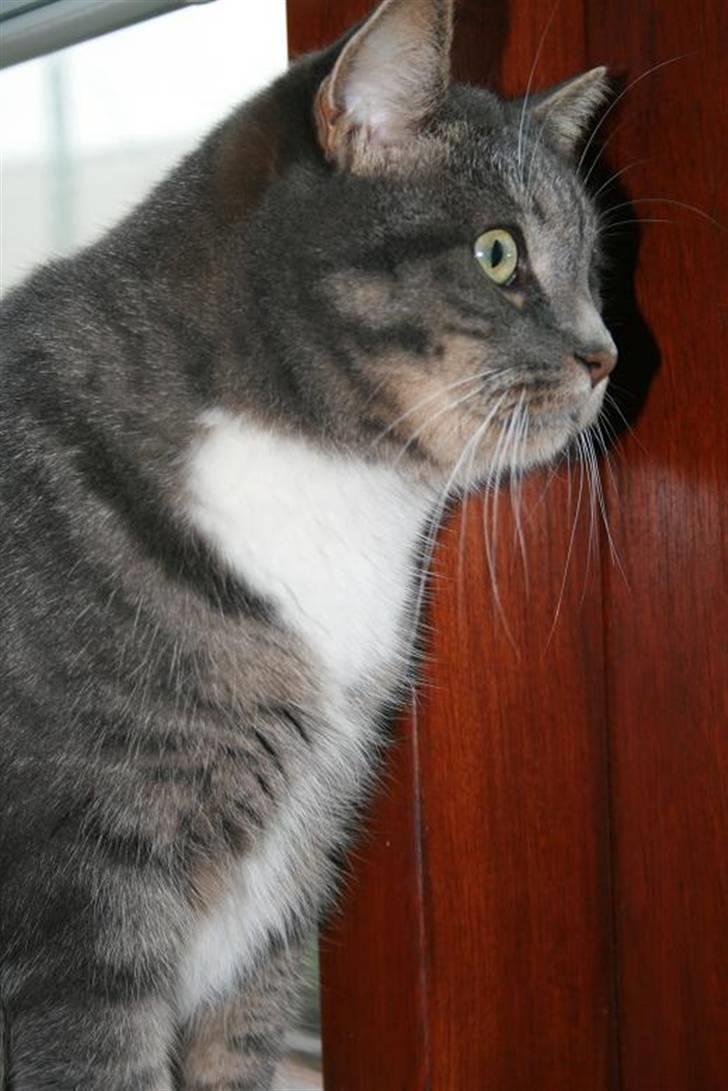 Huskat Bulli - Bulli kigger på fugle  billede 3