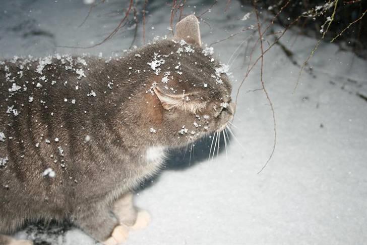 Huskat Bulli - Selvom man er indekat kan man da godt lige smutte ud og se på verdenssituationen. billede 4