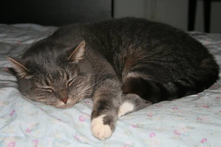 Huskat Bulli - ZZZzzZzzzzzZzZZzZzZz billede 5