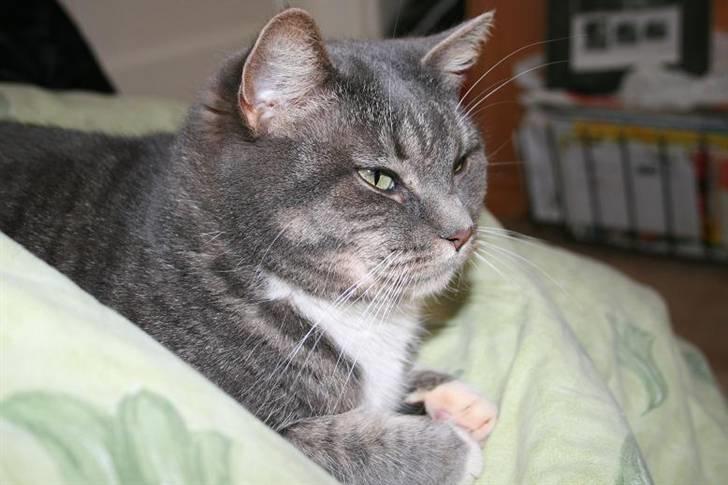 Huskat Bulli - Tager en slapper billede 6