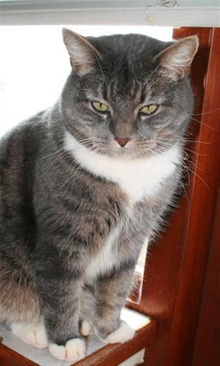 Huskat Bulli - Kan godt lide at sidde i vinduet. billede 7