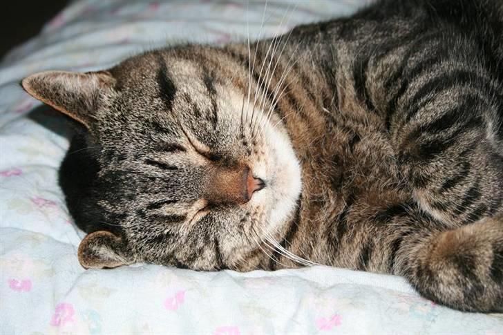 Huskat Arvin (R.I.P.) - ZzzZzZzzzZZzZZzzz billede 1