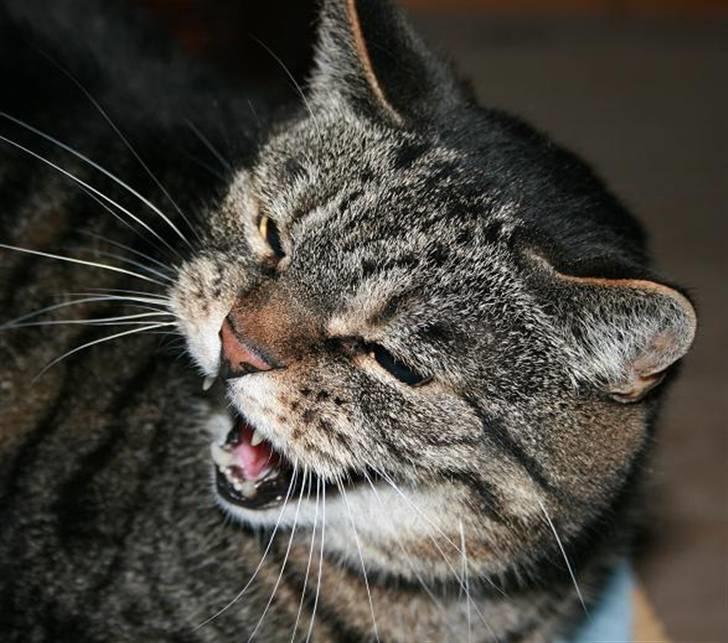 Huskat Arvin (R.I.P.) - Da den lille ny hundehvalp flyttede ind var det ikke med den bedste modtagelse fra Arvin. billede 2