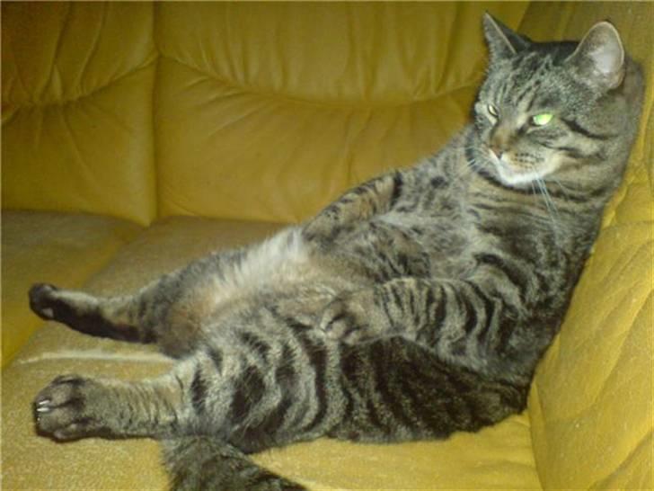 Huskat Arvin (R.I.P.) - Arvins fjernsynsplads. :-) billede 3