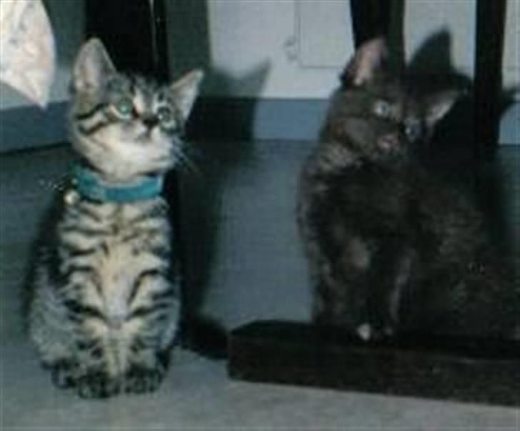 Huskat Arvin (R.I.P.) - Killingen Arvin (til venstre) sammen med sin kuld-bror. billede 4