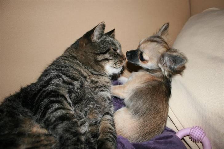 Huskat Arvin (R.I.P.) - Arvin og hundehvalpen er nu gode venner. :-) billede 5