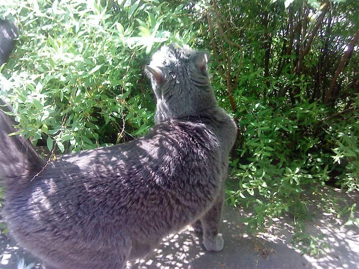 Huskat Whisky (R.I.P.) - Ahhh, dejligt med solskin billede 3