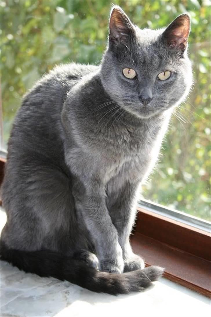 Huskat Whisky (R.I.P.) - Nyder et solstrejf i vinduet billede 5