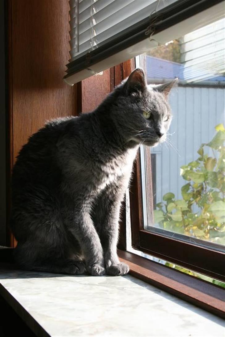 Huskat Whisky (R.I.P.) - Holder øje med fuglene. billede 6