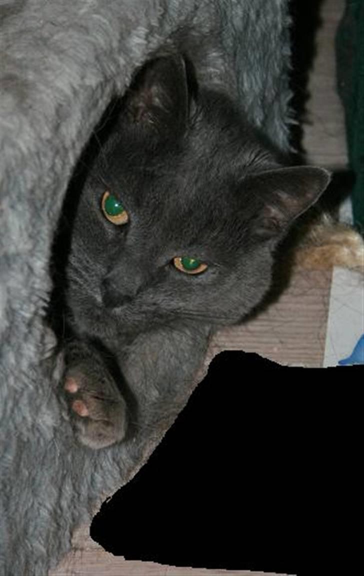 Huskat Whisky (R.I.P.) - Gemmer sig i kattehulen. billede 7