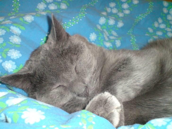 Huskat Whisky (R.I.P.) - ZZZZzZzzzzzzzzZzZZz billede 8