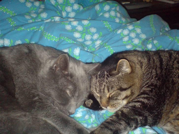 Huskat Whisky (R.I.P.) - Whisky og Arvin snupper en lur. billede 9