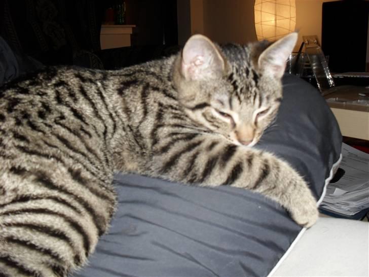 Huskat Tigerdyr - Flyder på mit menneske billede 11