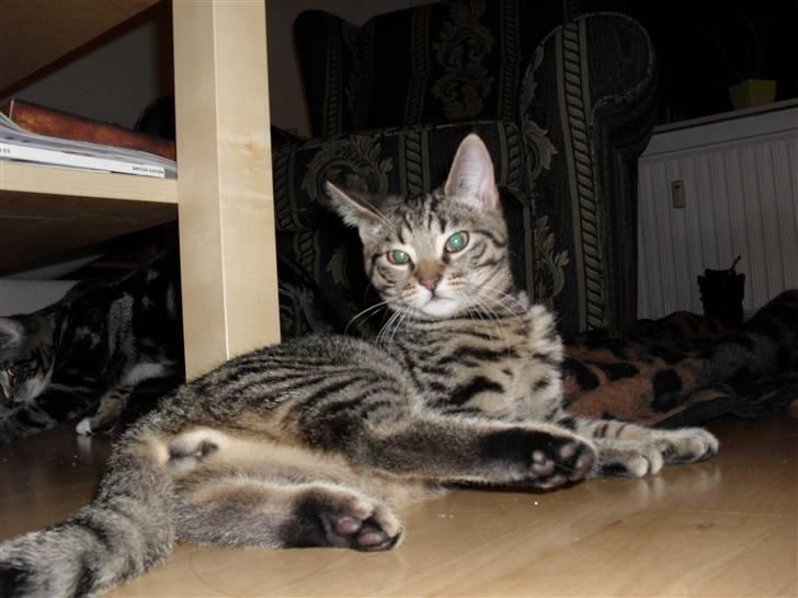 Huskat Tigerdyr billede 12