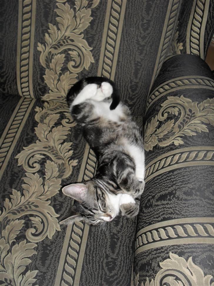 Huskat Fido  billede 17