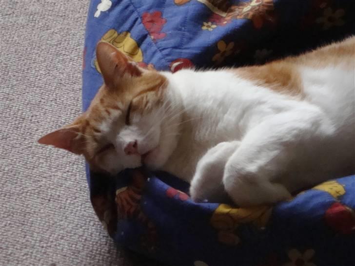 Huskat Tarzan - Zzzz Tarzan er helt udmattet efter en dag med at dovne i sommervarmen. Fotograf: Cecilie M. Poulsen billede 7