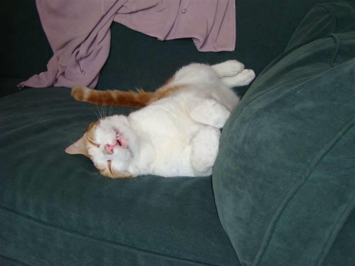 Huskat Tarzan - Tarzan er IGEN udmattet efter en dag i sommervarmen. Fotograf: Cecilie M. Poulsen billede 8