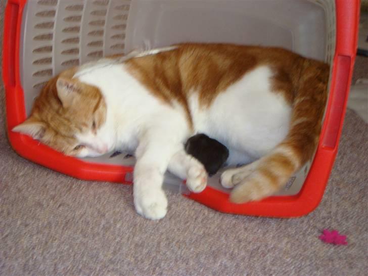 Huskat Tarzan - Tarzan elsker at sove, det ses tydeligt på de andre billeder, her er han kravlet ind i tøjkurven. Fotograf: Cecilie M. Poulsen billede 9