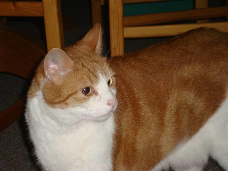 Huskat Tarzan - Tarzan vender sig om for at se hvad der sker bag ved ham. Fotograf: Cecilie M. Poulsen billede 10