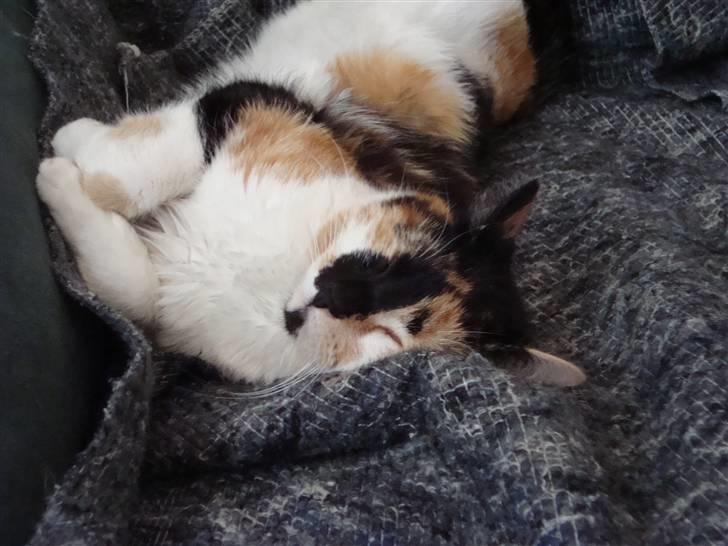 Huskat Mille billede 8