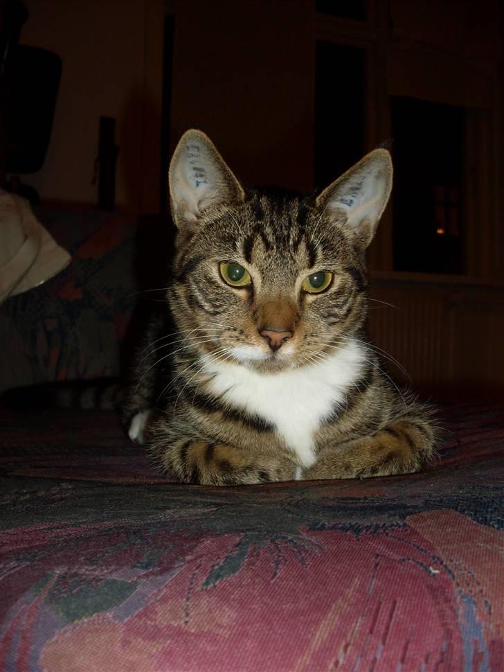 Huskat julie - jeg burde hedde Diva.... billede 1