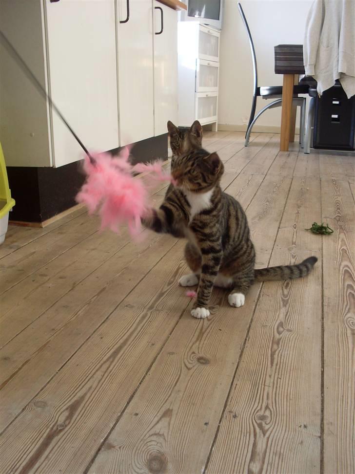 Huskat julie - elsker alt der er lyserødt :-)  billede 2