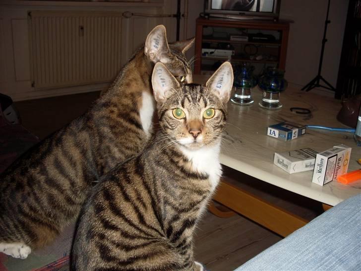 Huskat julie - hej moar....  billede 4