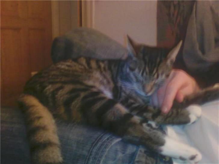 Huskat julie - kælepot det er vist mit mellemnavn billede 5