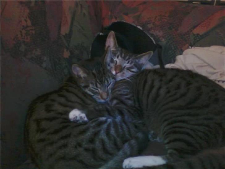 Huskat julie - putter lige med sin bror :-)  billede 7