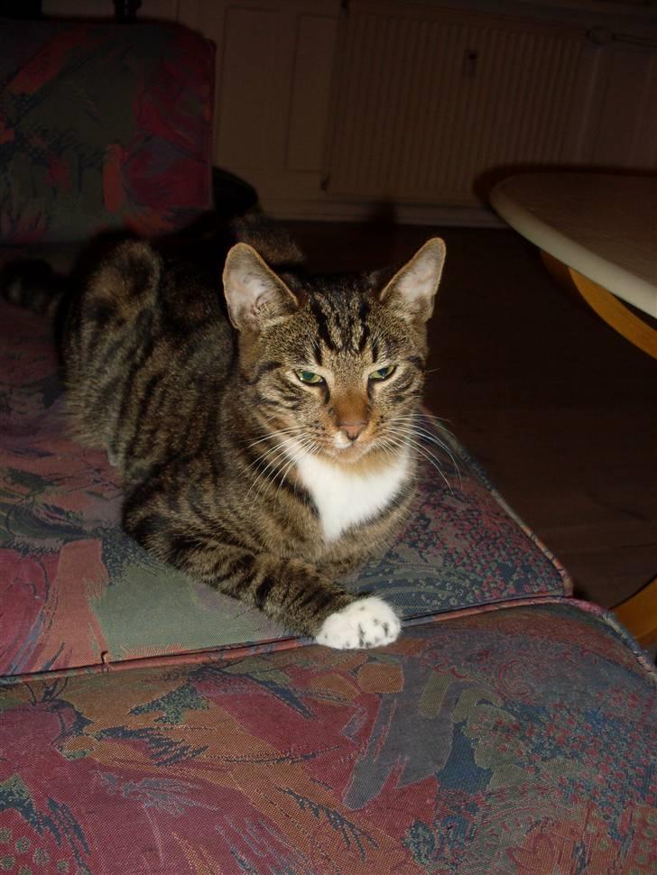 Huskat Frede - det bedste frede ved er at ligge og se lidt fornærmet ud :-)  billede 2