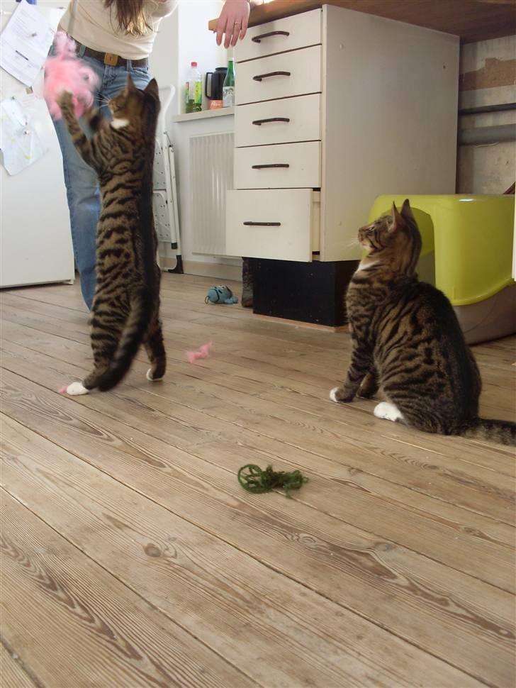 Huskat Frede - kigger meget intresseret på hvad søsre har gang i :-)  billede 3