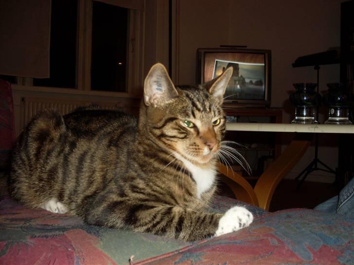 Huskat Frede billede 4