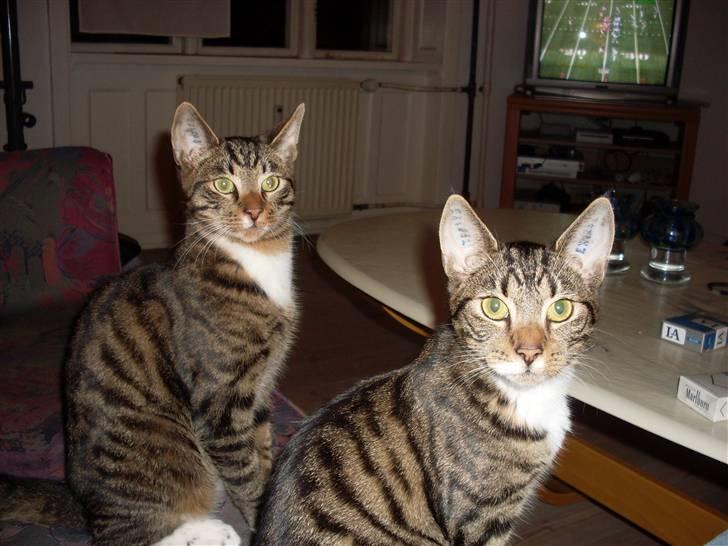 Huskat Frede billede 5